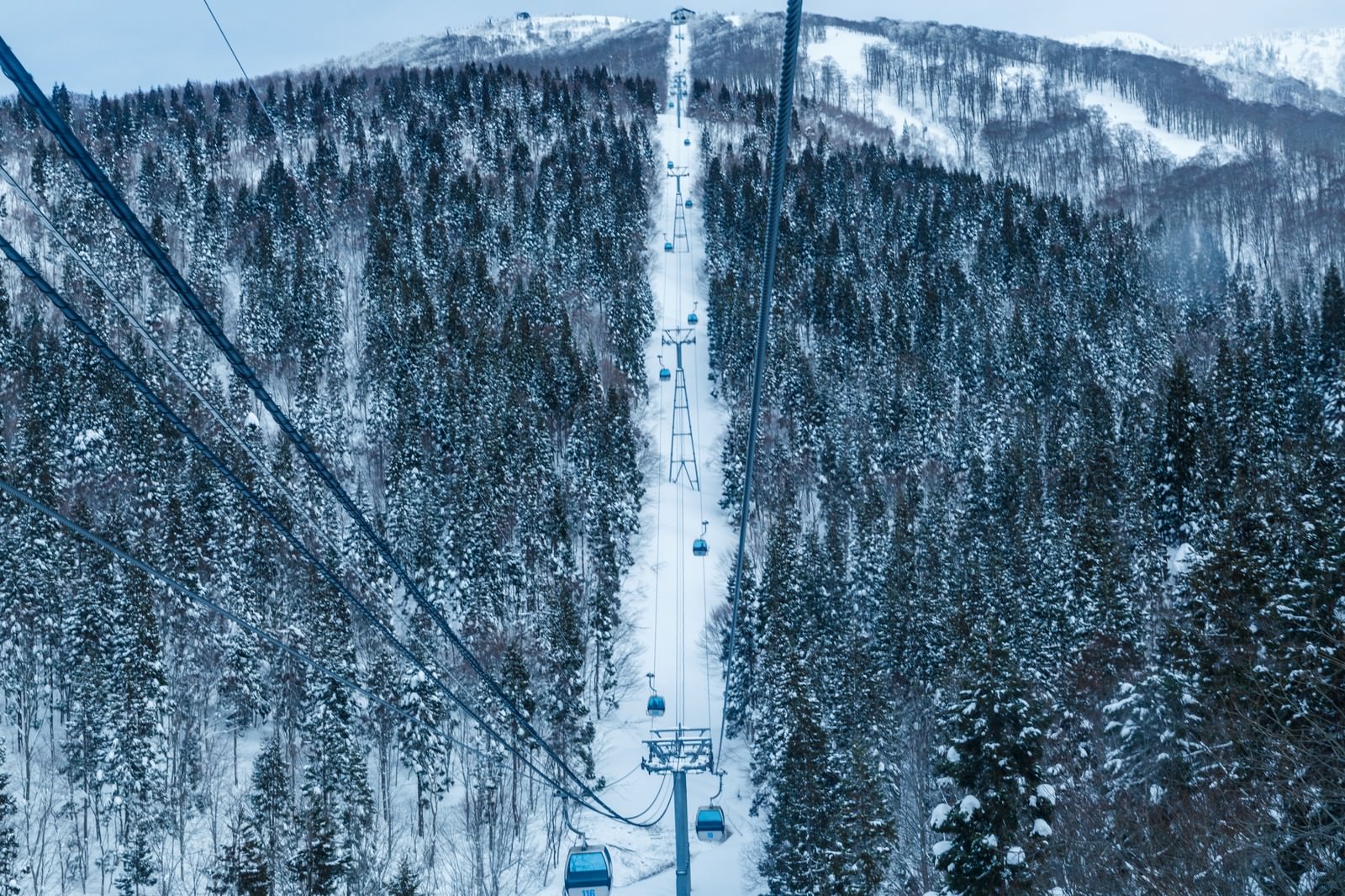 ゴンドラから見下ろす雪に覆われたスキー場の急斜面と針葉樹林