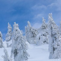 森吉山の樹氷が青空の下に広がる冬景色の写真