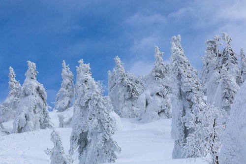 森吉山の樹氷が青空の下に広がる冬景色