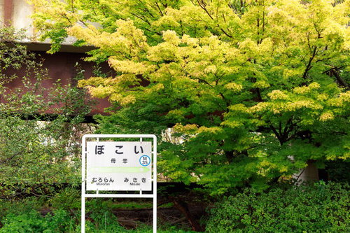 新緑の木々に囲まれたJR室蘭本線の母恋駅ホームと白い駅名標
