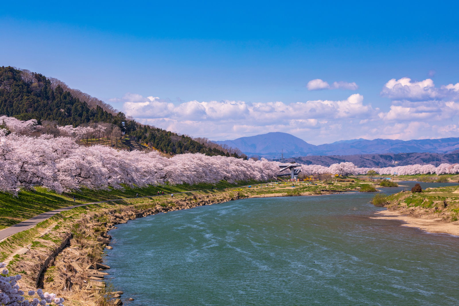 白倉川沿いに咲く一目千本桜と残雪の山並み