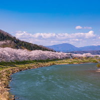 白倉川沿いに咲く一目千本桜と残雪の蔵王連峰の写真