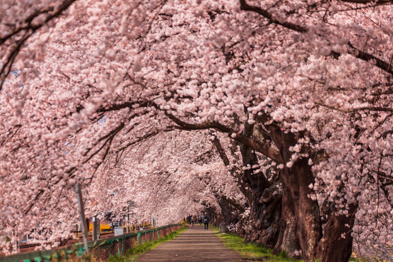 満開の一目千本桜のトンネル