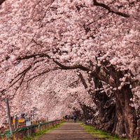 満開の桜が作る一目千本桜のトンネル|宮城県の春景観の写真