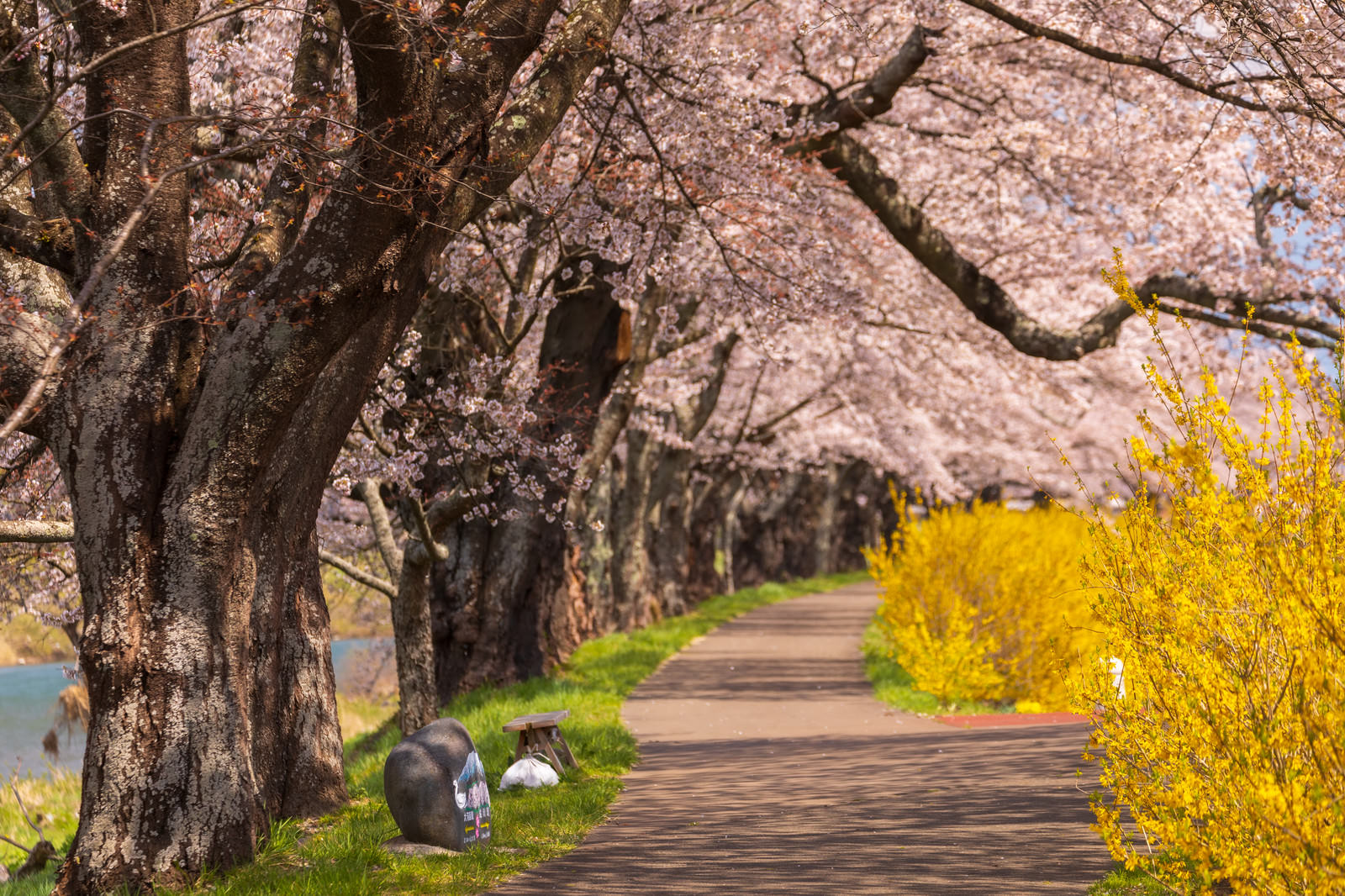 満開の桜並木と黄色い菜の花が咲く一目千本桜の散歩道