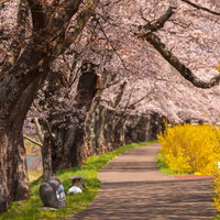 一目千本桜の満開の並木道を彩る春の風景の写真