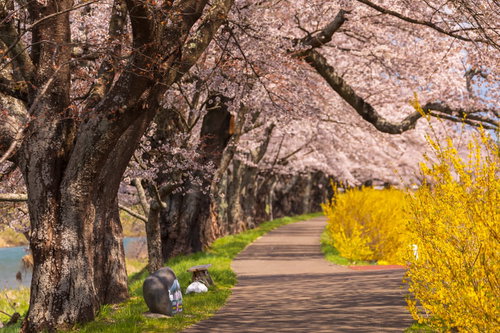 一目千本桜の満開の並木道を彩る春の風景