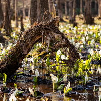 刺巻湿原に咲く水芭蕉と朽ち木、新緑の湿地景観の写真