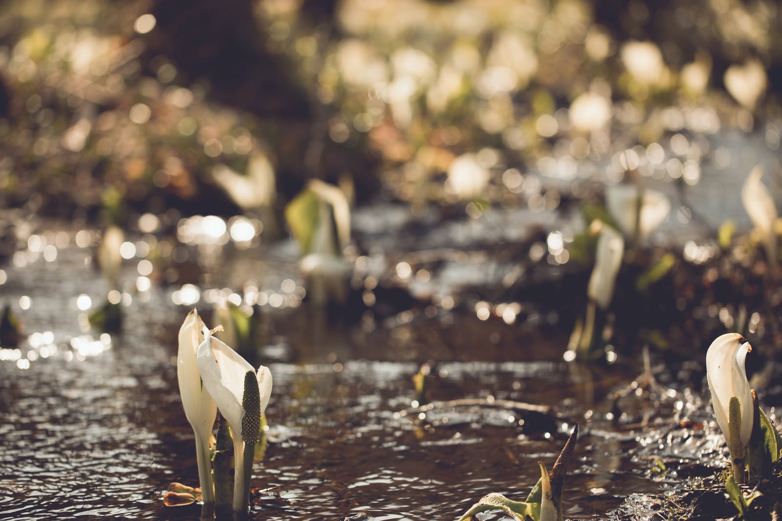 湿原に生える水芭蕉の白い苞