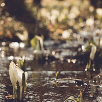湿原に生える水芭蕉の白い苞の写真