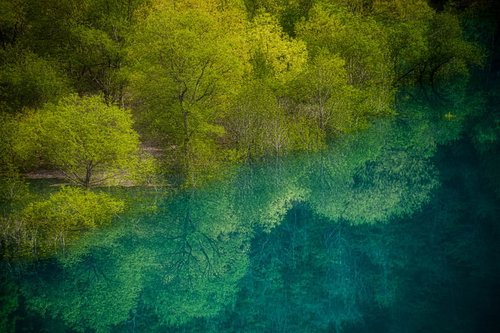 東山魁夷の絵のような玉川ダムの水没林と水鏡