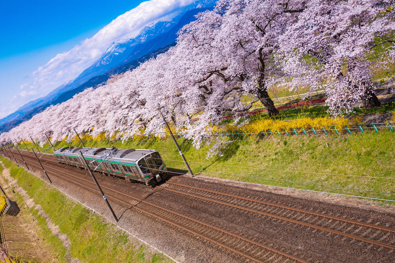 満開の桜並木の横を走る黄色い電車と線路の春の風景