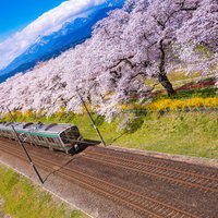 満開の桜並木を走る黄色い電車と春の風景の写真