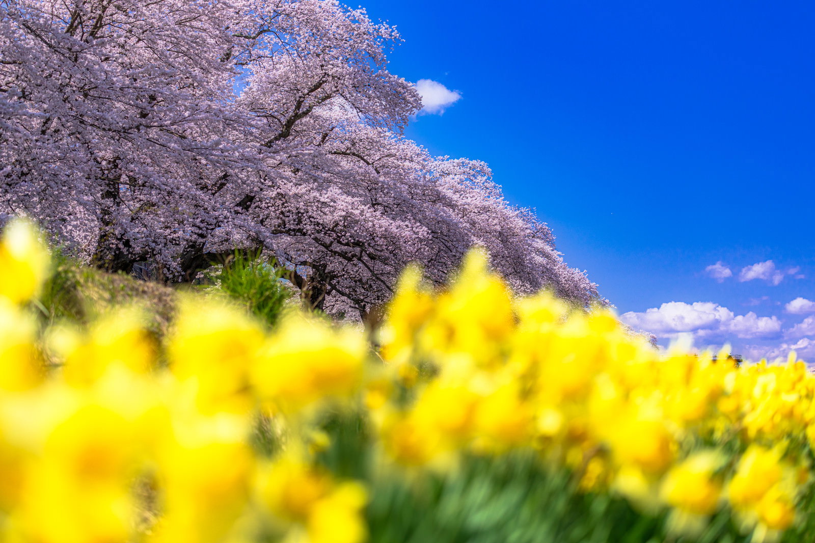 満開の桜並木の下に黄色い花が咲く春の風景