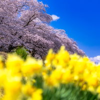 満開の桜並木と黄色い花が咲く春の風景の写真