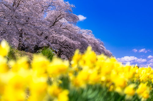 満開の桜並木と黄色い花が咲く春の風景