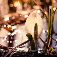 湿原で煌めく白い水芭蕉の群生の写真