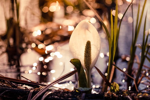 湿原で煌めく白い水芭蕉の群生