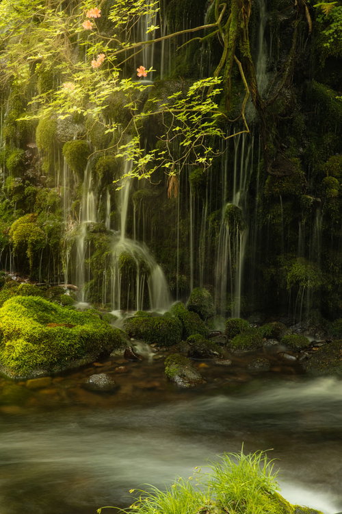 森の中に滲み出る雪解け水と渓流、苔むした岩場を流れ落ちる小さな滝