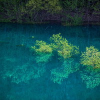 玉川ダムの水没林と水面への映り込みの写真