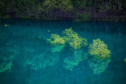 玉川ダムの水没林と水面への映り込み