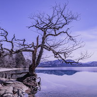 田沢湖の夜明けに立つ雪をかぶった立ち枯れ木の写真