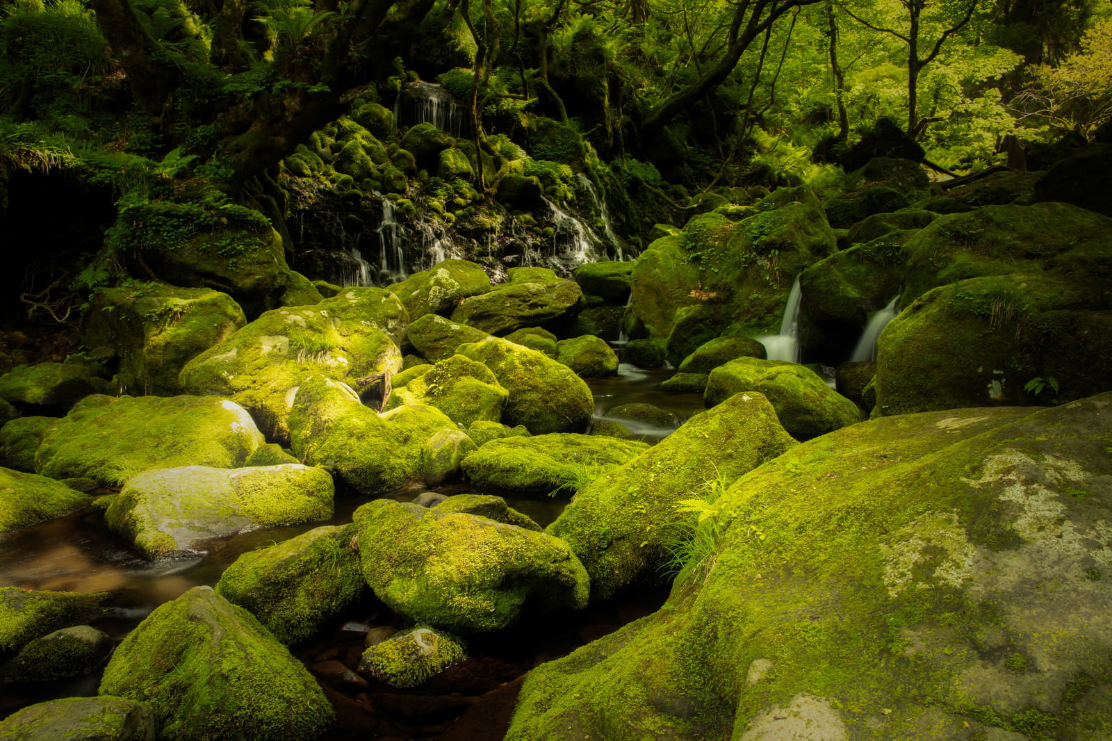 緑色の苔に覆われた石や岩が重なり合う自然の風景