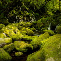 湿った岩場に苔むす石のテクスチャーの写真