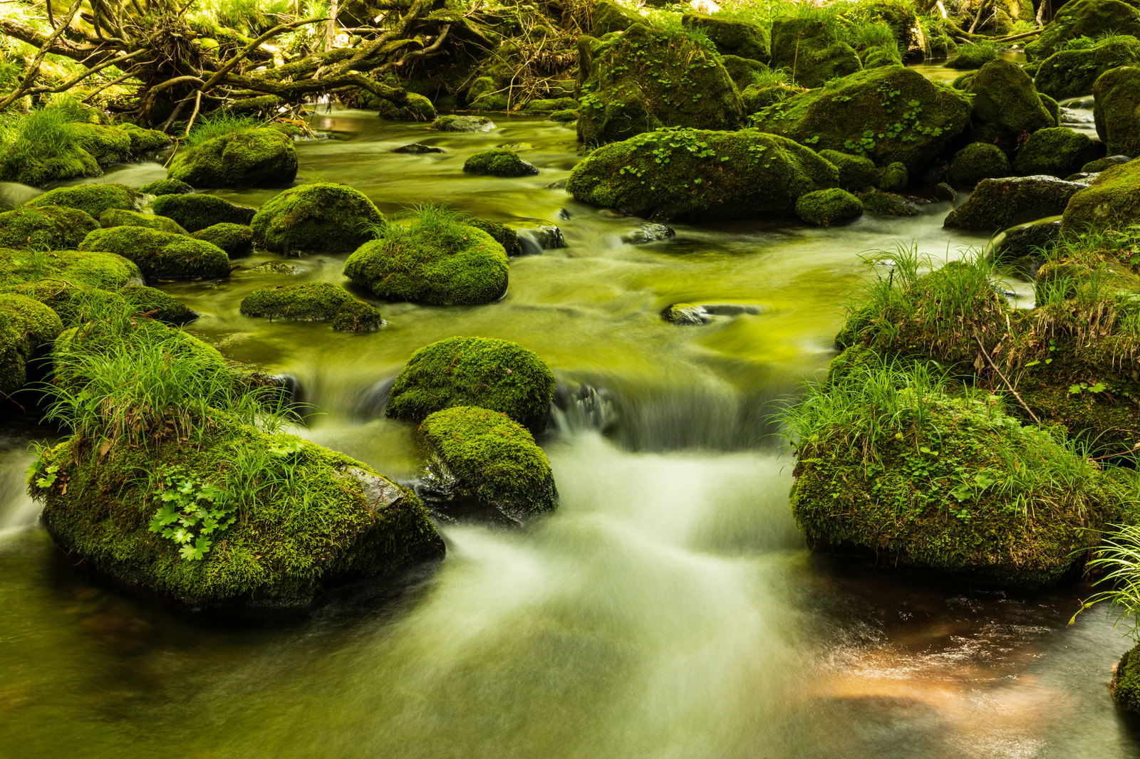 緑の苔に覆われた岩石の間を流れる渓流の風景