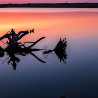 蒲生干潟の夜明けと朝焼けに染まる水面のシルエットの写真