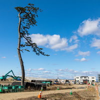 震災復興工事の現場に立つ一本松と重機の写真