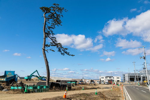震災復興工事の現場に立つ一本松と重機