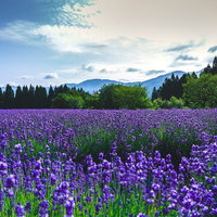 東北秋田のラベンダー園で咲く紫の花々と山並みの写真