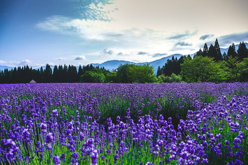 東北秋田のラベンダー園で咲く紫の花々と山並みの写真