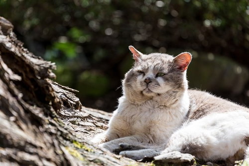 ふてぶてしい侵入者、丸太の上でくつろぐ野良猫