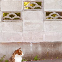昼下がりの塀でひなたぼっこする茶トラ白の猫の写真