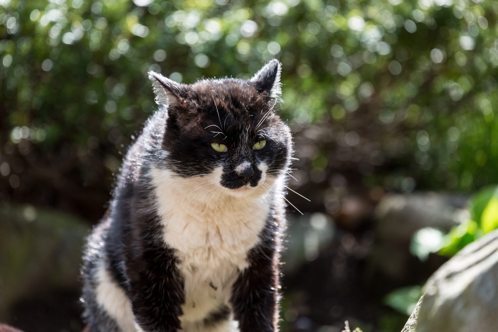 黒白模様の猫が黄色い目で睨みつけている正面顔のアップ