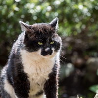 腹を空かして睨みつける猫の写真
