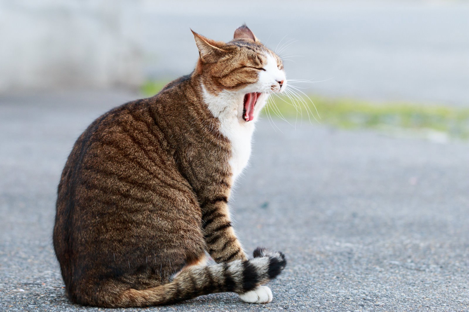 路上で大きなあくびをするキジトラ白の猫