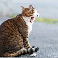 大きなあくびをする野良猫、キジトラと白の毛並みの写真