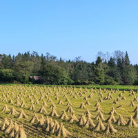 秋の田畑に立ち並ぶワラ干しの風景と農村の収穫時期の写真