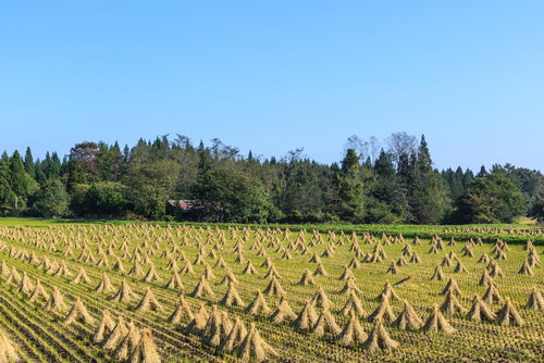 秋の田畑に立ち並ぶワラ干しの風景と農村の収穫時期