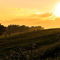 夕焼けに染まる牧場で放牧される牛の群れと山並みの写真