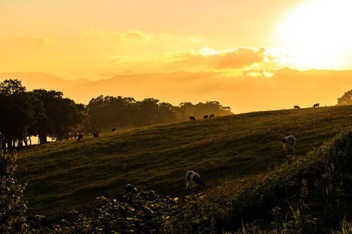 夕焼けに染まる牧場で放牧される牛の群れと山並み