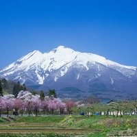 雪解けの岩木山と春咲くピンクの花が彩る津軽の田園風景の写真