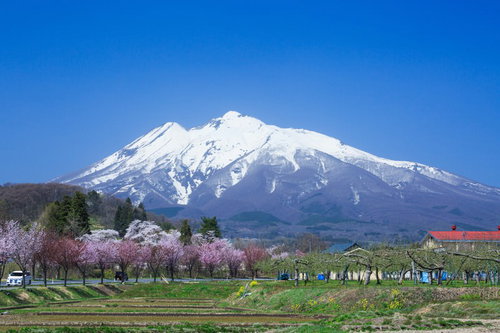 雪解けの岩木山と春咲くピンクの花が彩る津軽の田園風景