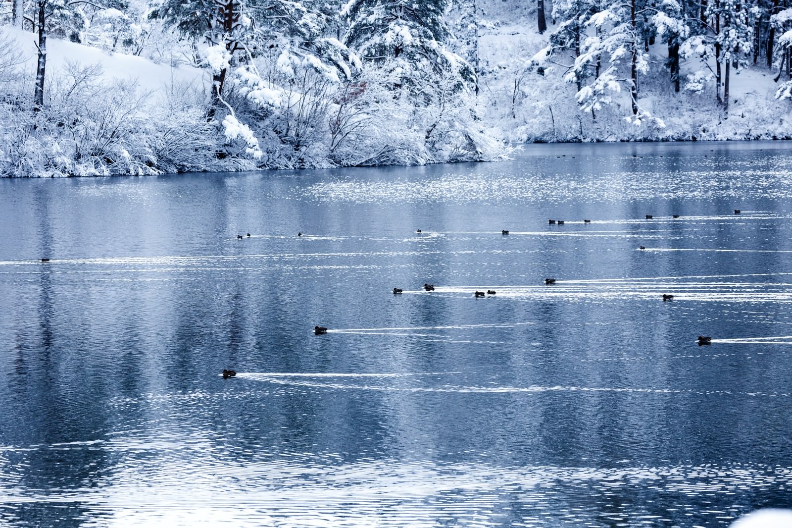 雪に覆われた樹林に囲まれた湖で、一列に並んで泳ぐ複数のカモ