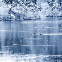 雪景色の湖で泳ぐカモの艦隊の写真