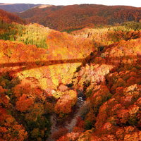 紅葉と黄葉の峡谷を流れる川にかかる橋の影の写真