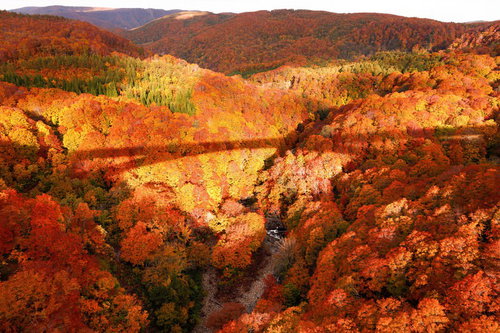 紅葉と黄葉の峡谷を流れる川にかかる橋の影